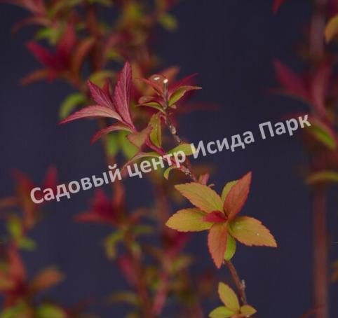 Спирея японская Магнум Роуз, Магнум Розе (Magnum Rose) Спирея японская Магнум Роуз, Магнум Розе (Magnum Rose)