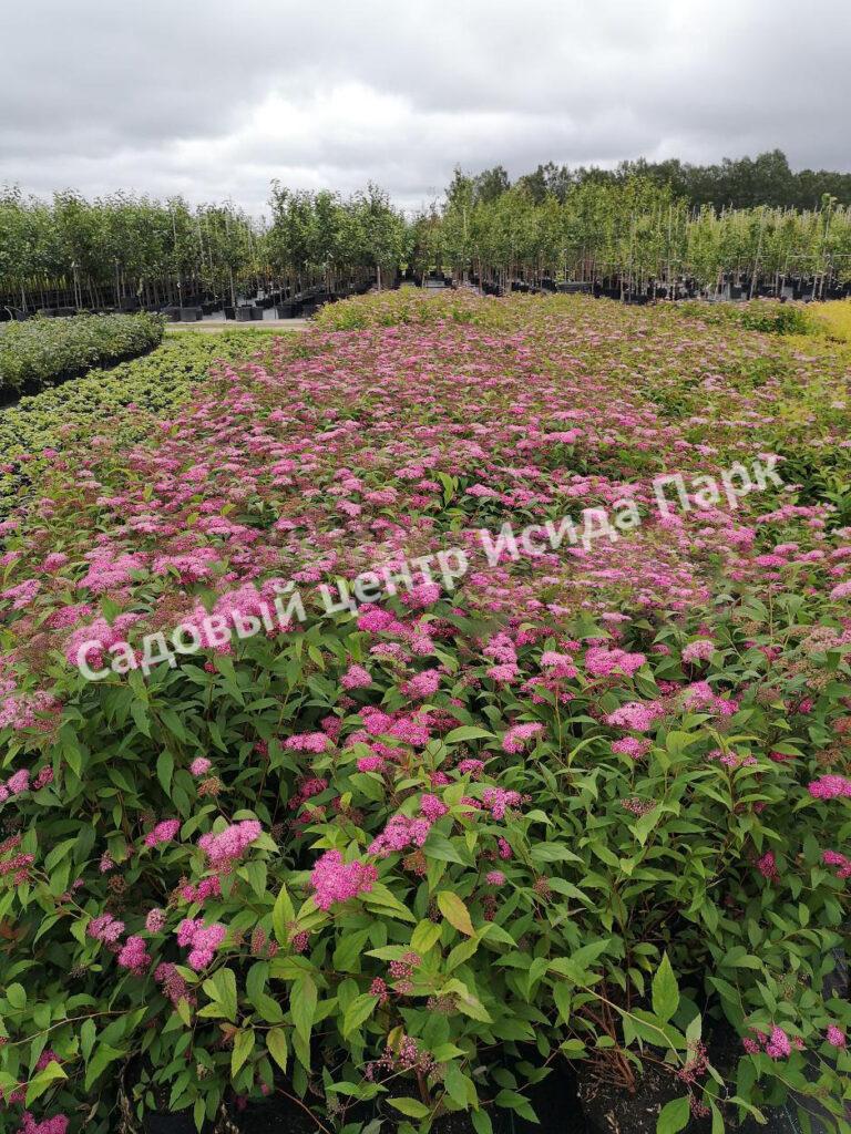Спирея японская Магнум Роуз, Магнум Розе (Magnum Rose) Спирея японская Магнум Роуз, Магнум Розе (Magnum Rose)