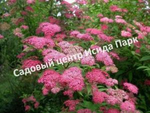 Спирея японская Магнум Роуз, Магнум Розе (Magnum Rose)