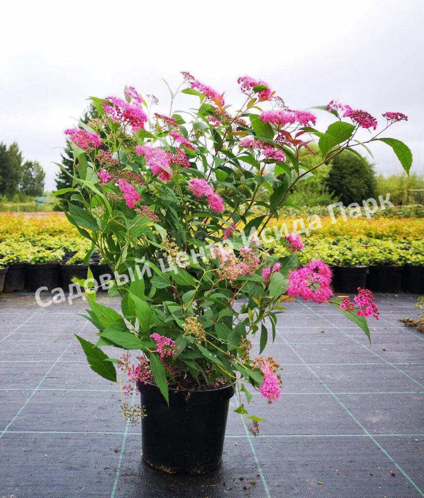 Спирея японская Магнум Роуз, Магнум Розе (Magnum Rose) Спирея японская Магнум Роуз, Магнум Розе (Magnum Rose)