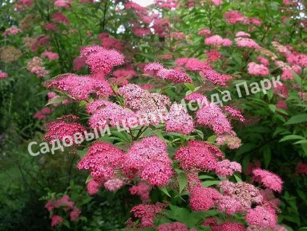 Спирея японская Магнум Роуз, Магнум Розе (Magnum Rose) Спирея японская Магнум Роуз, Магнум Розе (Magnum Rose)