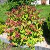 Спирея японская Макрофилла (Macrophylla) 2