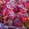 Спирея японская Макрофилла (Macrophylla) 4