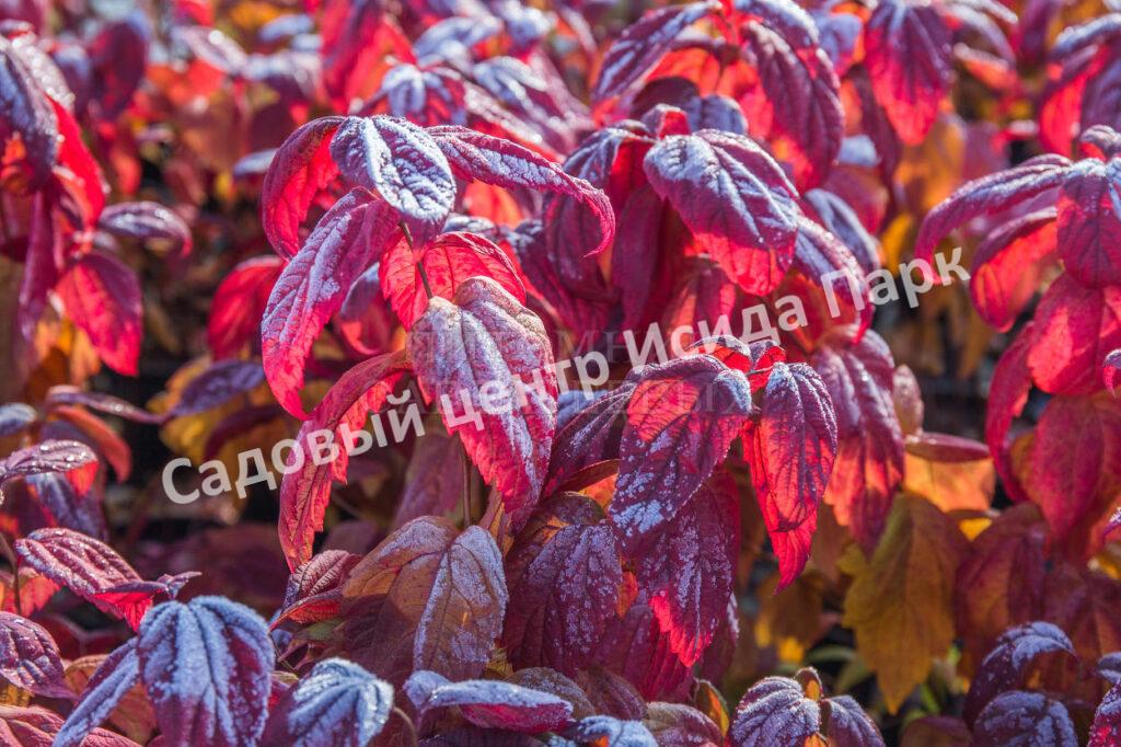 Спирея японская Макрофилла (Macrophylla)