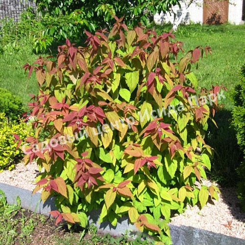 Спирея японская Макрофилла (Macrophylla) Спирея японская Макрофилла (Macrophylla)