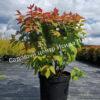Спирея японская Макрофилла (Macrophylla) 3