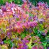 Спирея японская Макрофилла (Macrophylla) 5