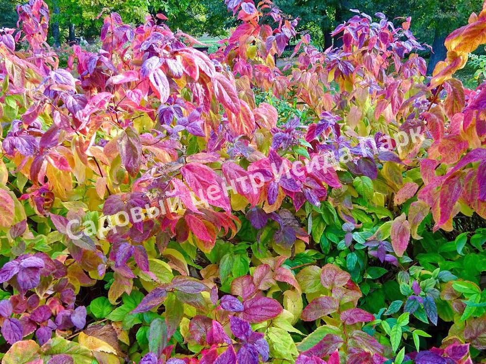 Спирея японская Макрофилла (Macrophylla) Спирея японская Макрофилла (Macrophylla)