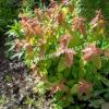 Спирея японская Макрофилла (Macrophylla) 6