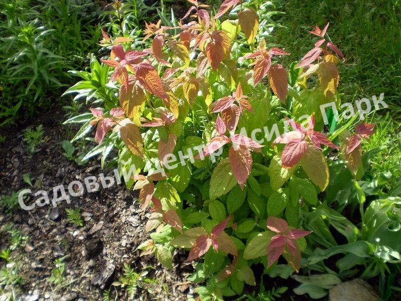 Спирея японская Макрофилла (Macrophylla) Спирея японская Макрофилла (Macrophylla)