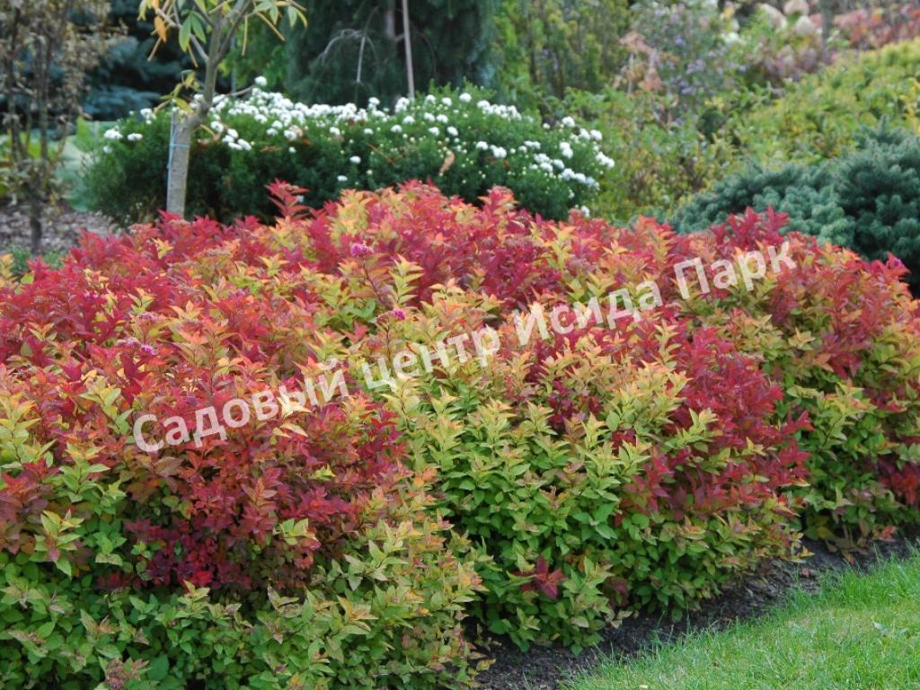 Спирея японская Макрофилла (Macrophylla) Спирея японская Макрофилла (Macrophylla)