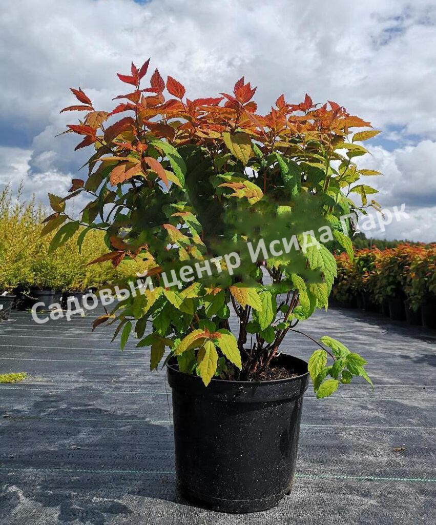 Спирея японская Макрофилла (Macrophylla)
