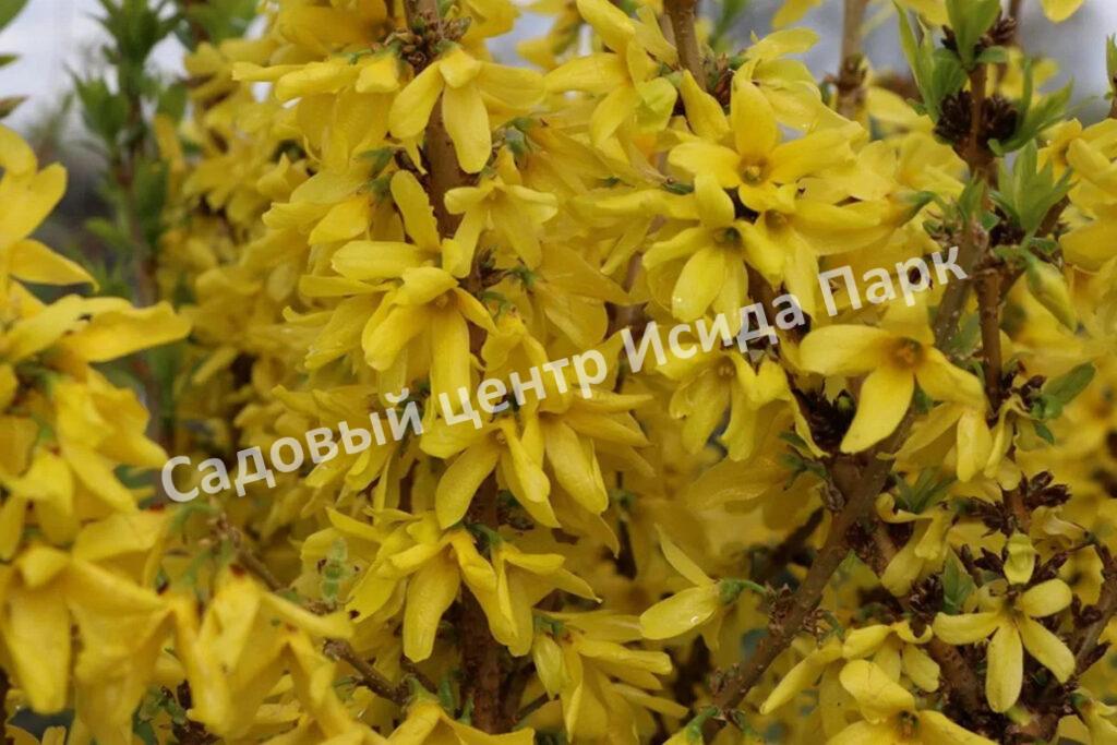 Форзиция промежуточная (средняя) Микадор (Mikador)