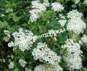 Спирея японская Пигмея Альба, Пигмеа Альба (Pygmaea Alba)