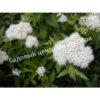 Спирея японская Пигмея Альба, Пигмеа Альба (Pygmaea Alba) 5