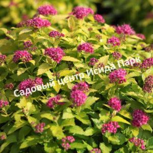 Спирея японская Пинк энд Голд (Pink and Gold)