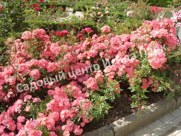 почвопокровные розы