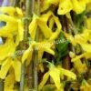Форзиция промежуточная (средняя) Золотая сирень (Golden Lilac) 9