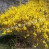 Форзиция промежуточная (средняя) Золотая сирень (Golden Lilac) 8