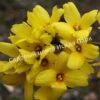 Форзиция промежуточная (средняя) Золотая сирень (Golden Lilac) 11