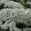 Спирея серая (Spiraea x cinerea) 1