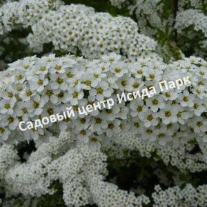 Спирея серая (Spiraea x cinerea)