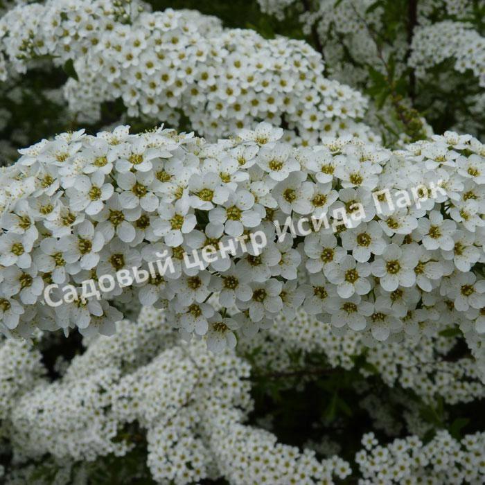 Спирея серая (Spiraea x cinerea) Спирея серая (Spiraea x cinerea)