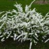 Спирея серая (Spiraea x cinerea) 2