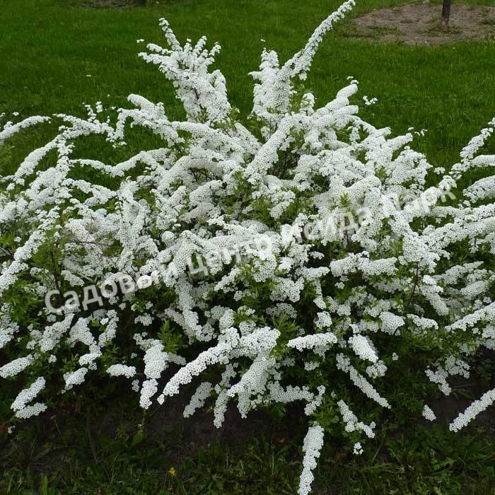 Спирея серая (Spiraea x cinerea) Спирея серая (Spiraea x cinerea)