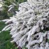 Спирея серая (Spiraea x cinerea) 3