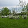 Спирея серая (Spiraea x cinerea) 5