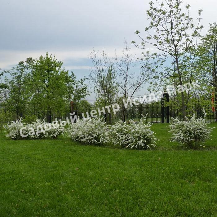 Спирея серая (Spiraea x cinerea) Спирея серая (Spiraea x cinerea)