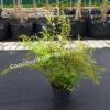 Спирея серая (Spiraea x cinerea) 6