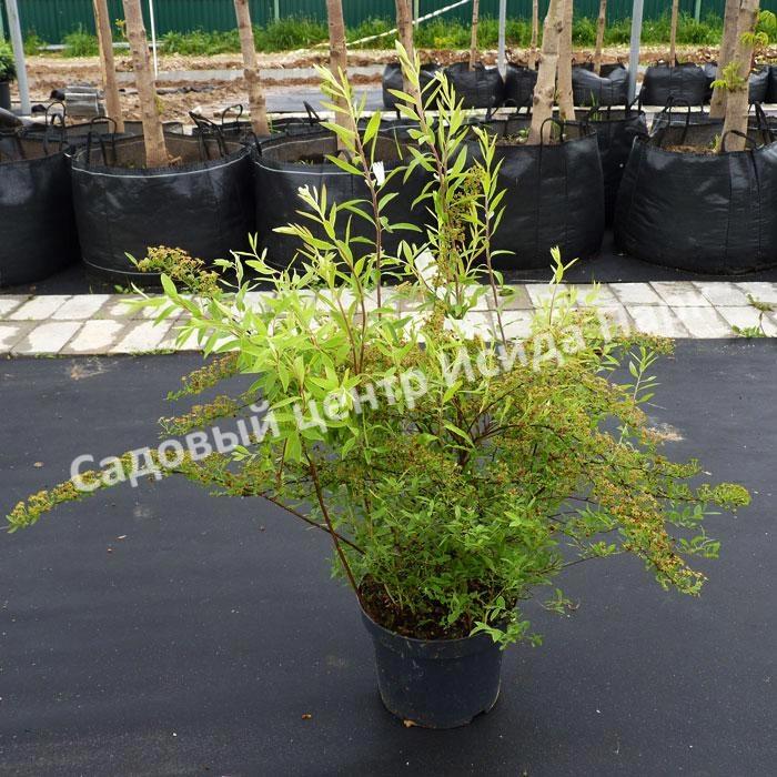 Спирея серая (Spiraea x cinerea) Спирея серая (Spiraea x cinerea)