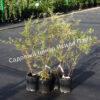 Спирея серая (Spiraea x cinerea) 7