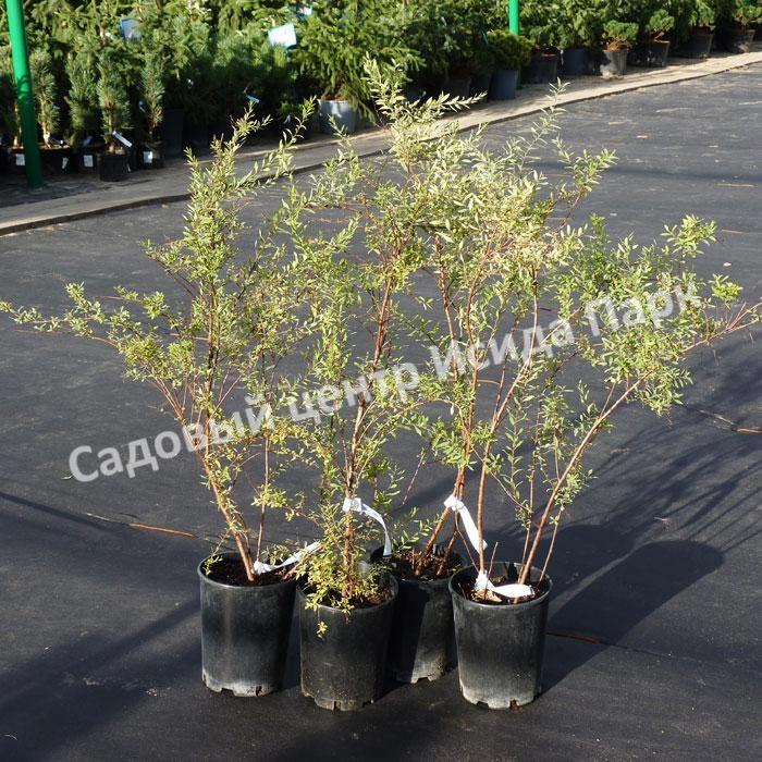 Спирея серая (Spiraea x cinerea) Спирея серая (Spiraea x cinerea)