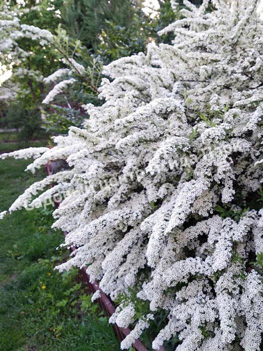 Спирея серая (Spiraea x cinerea) Спирея серая (Spiraea x cinerea)