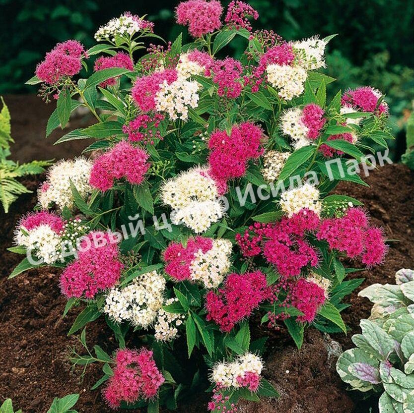 Спирея японская Широбана, Генпей, Genpei (Shirobana) Спирея японская Широбана, Генпей, Genpei (Shirobana)