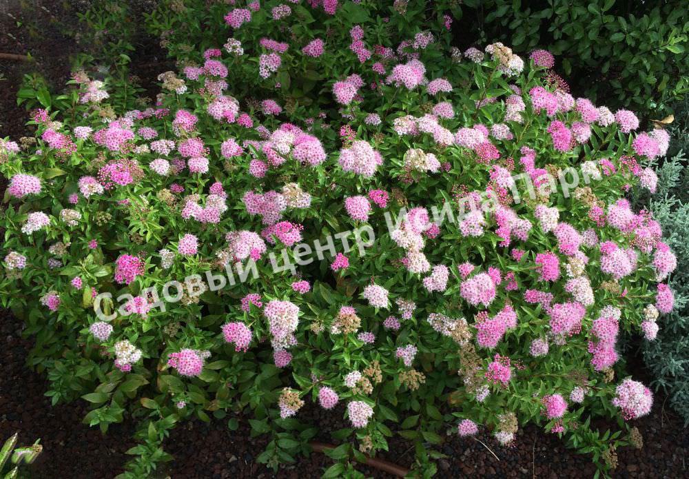 Спирея японская Широбана, Генпей, Genpei (Shirobana) Спирея японская Широбана, Генпей, Genpei (Shirobana)