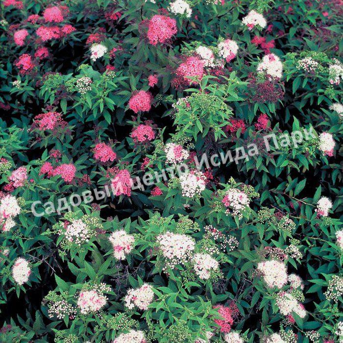 Спирея японская Широбана, Генпей, Genpei (Shirobana) Спирея японская Широбана, Генпей, Genpei (Shirobana)