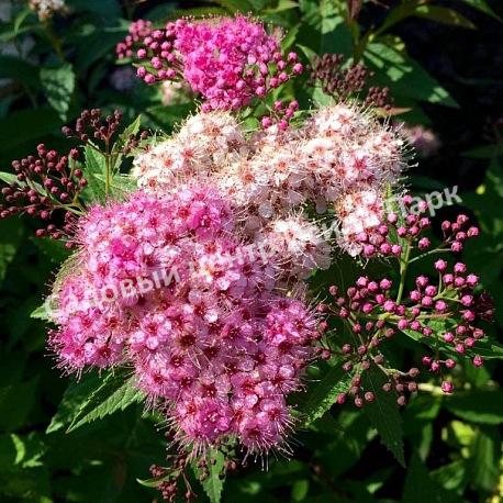 Спирея японская Широбана, Генпей, Genpei (Shirobana) Спирея японская Широбана, Генпей, Genpei (Shirobana)