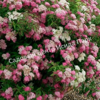 Спирея японская Широбана, Генпей, Genpei (Shirobana) Спирея японская Широбана, Генпей, Genpei (Shirobana)