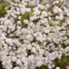 Спирея сливолистная (Spiraea prunifolia) 4