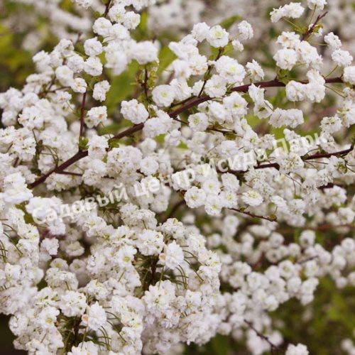 Спирея сливолистная (Spiraea prunifolia) Спирея сливолистная (Spiraea prunifolia)