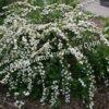 Спирея сливолистная (Spiraea prunifolia) 1 Спирея сливолистная (Spiraea prunifolia) 1