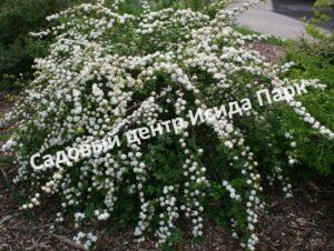 Спирея сливолистная (Spiraea prunifolia)