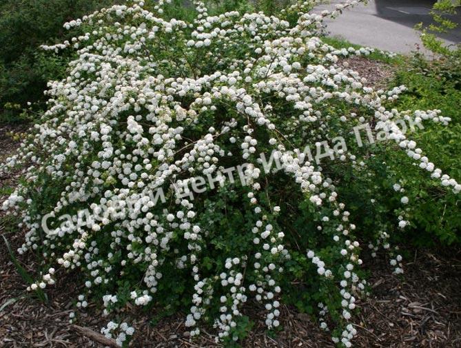 Спирея сливолистная (Spiraea prunifolia) Спирея сливолистная (Spiraea prunifolia)