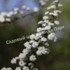 Спирея сливолистная (Spiraea prunifolia) 3