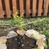 Спирея сливолистная (Spiraea prunifolia) 5