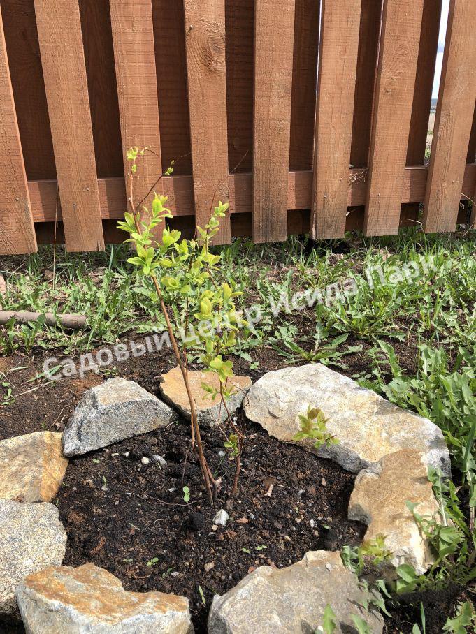 Спирея сливолистная (Spiraea prunifolia) Спирея сливолистная (Spiraea prunifolia)